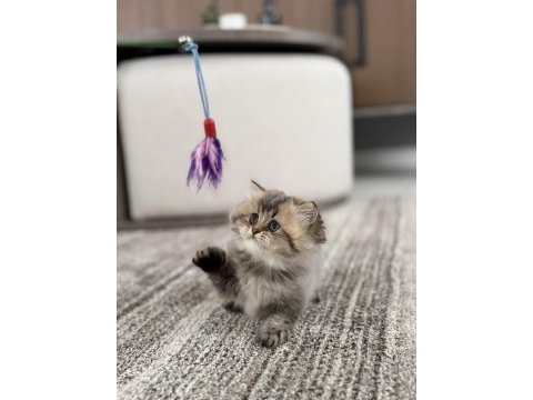 British longhair