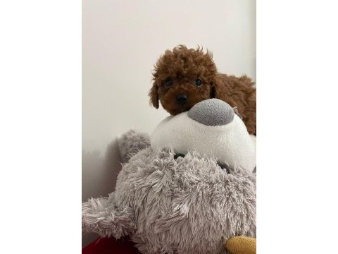 A kalite red brown poodle yavrular