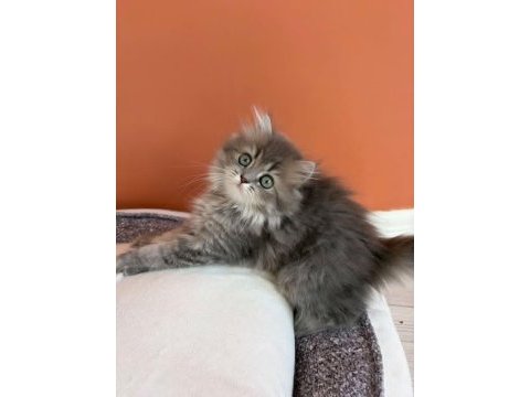 British longhair yavrumuz şecereli baba