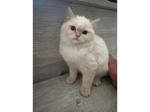 Lynx point scottish straight dişi 3 aylık
