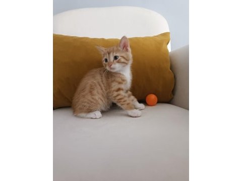 Bebeklere acil yuva arıyorum eğitim var