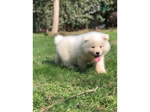 %100 safkan beyaz akita yavruları