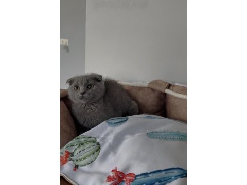 Son yavru ayı suratlı blue scotısh fold bebeğim 