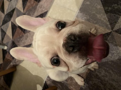 10 aylık erkek cream blue french bulldog