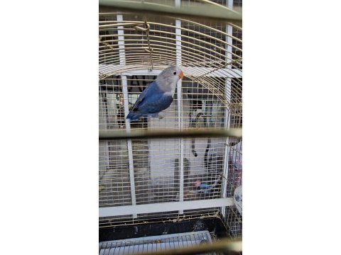 Üst düzey mutasyon cennet papağanı bebek