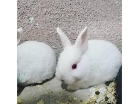 Yavru tavşanlarımız yeni yuvalarını arıyor