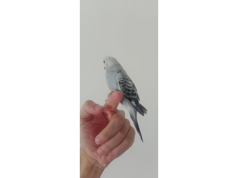 Yeme düşecek muhabbet kuşu