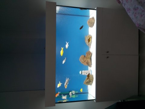 Japon ve koi balıkları