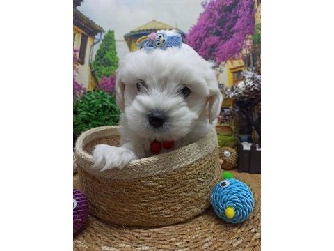 Muazzam güzellikte a kalite maltese terrier yavrularımız
