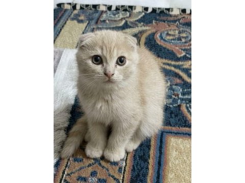 Son iki yavru kedimiz