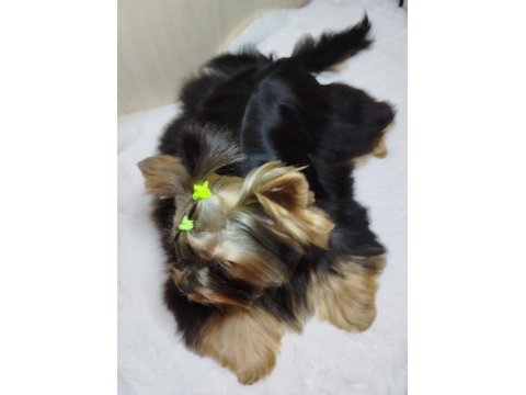 Mini erkek yavru yorkshire terrier