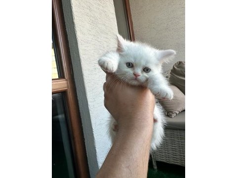 Beyaz browni yavrular british shorthair