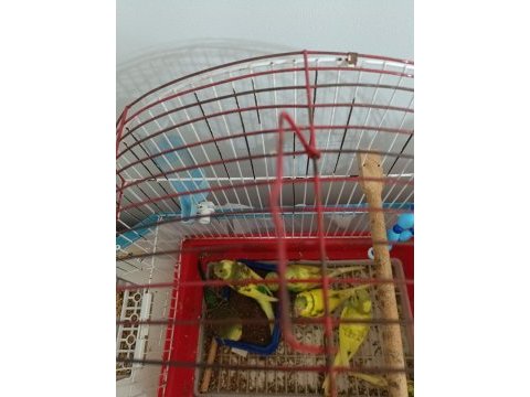 1 aylık bebek kuşlar yem yemeye başladılar