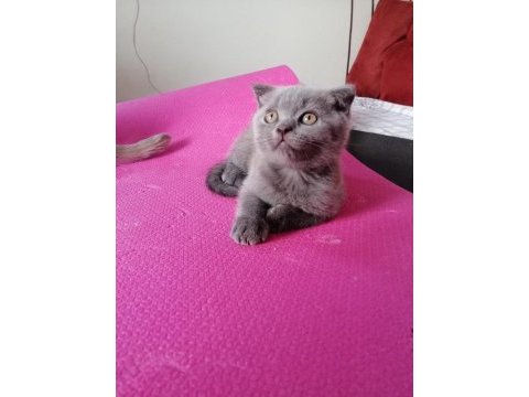 06.06.2023 doğumlu scottish fold yavruşlar