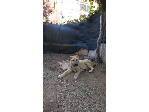 Kangal yavruları