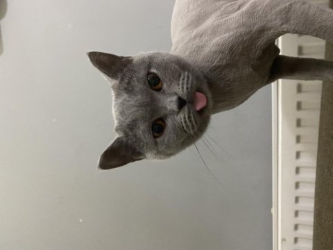 1 yaşında uygun british shorthair sahiplendirme dişi