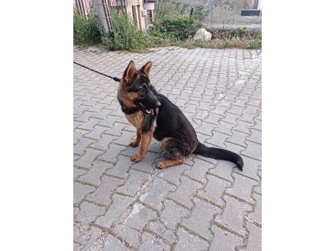 Alman kurdu