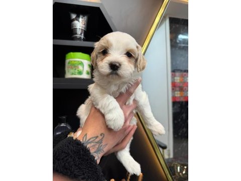 Maltese yavru
