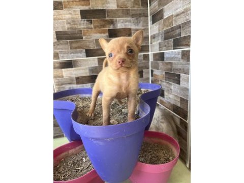 50 günlük minik dişi chihuahua yavrum yeni ailesini arıyor