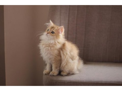 British longhair açıklamayı okuyun 2