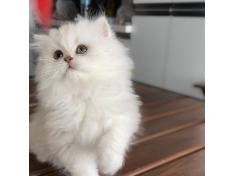 British longhair şov kalite