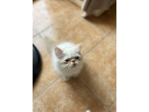 İran kedisi ponçikler