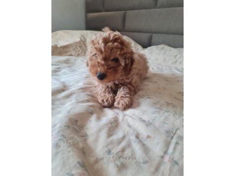 Apricot renk poodle