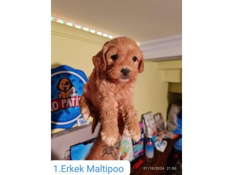 Maltipoo yavrularımız