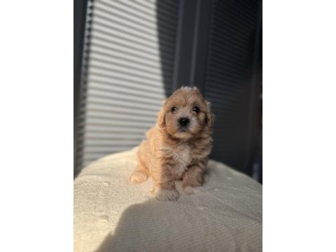 Minik maltipoo