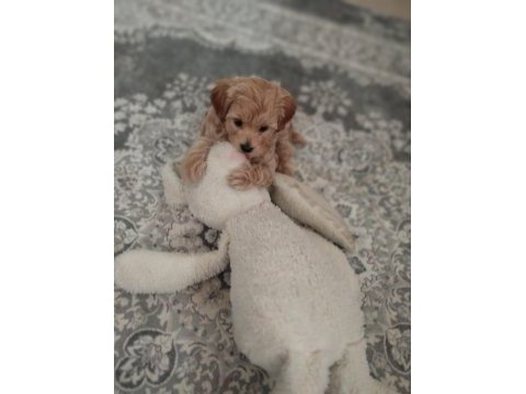 Maltipoo cinsi köpeğimiz