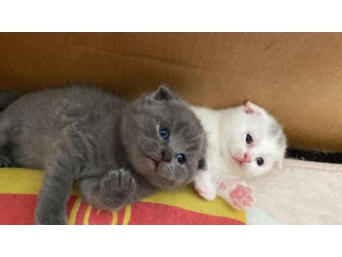 Scottish fold cins kedimizi sahiplendirme
