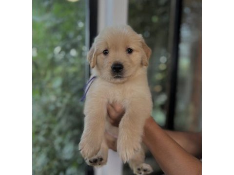 Baby face golden yavrular
