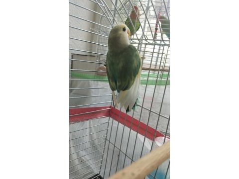 2 aylık sevda papağanı