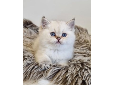 Pamuk güzeli silver british shorthair yavrumuz