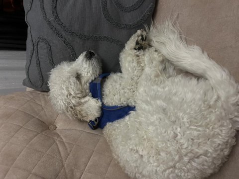 1 yaşında maltipoo oğlum