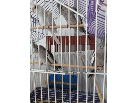 3 aylık sultan papağanı yavrular