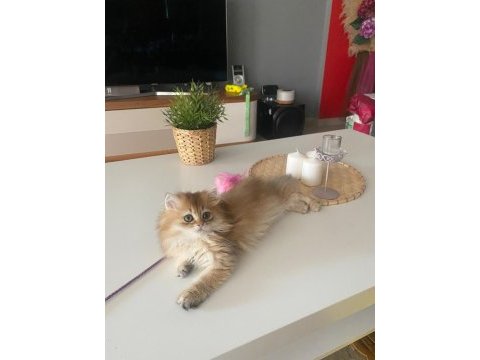 British longhair golden ny11 yavrumuz full şecereli