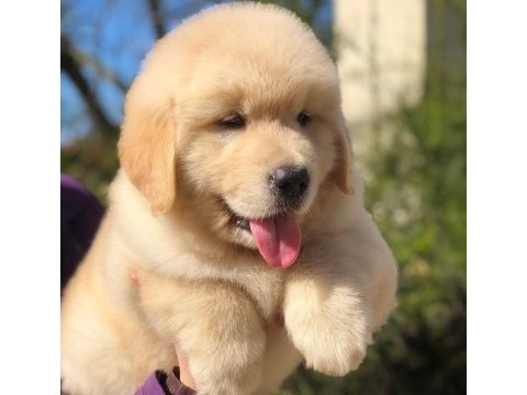 Golden retriever yavru köpekler
