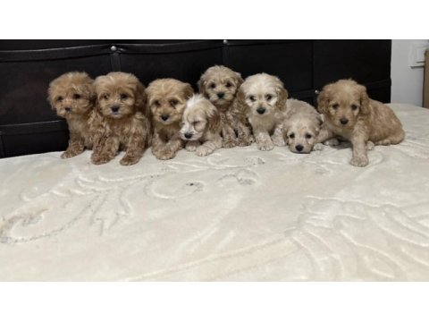 Mikro boy poodle yavrularımız