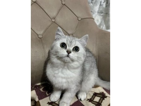 Teslime hazır british shorthair yavrumuz