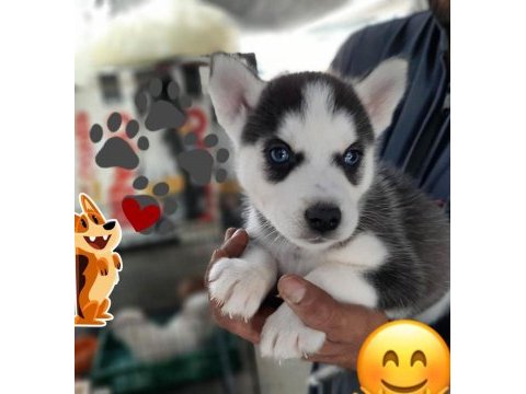 Husky sibirya yavruları