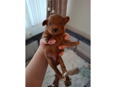 Evde büyüyen poodle kalitesinde maltipoo bebekler