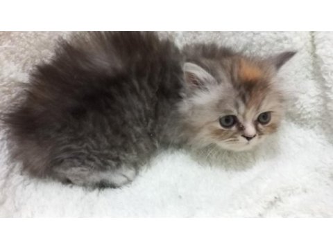 Chinchilla bebeklerimiz evlerini arıyor