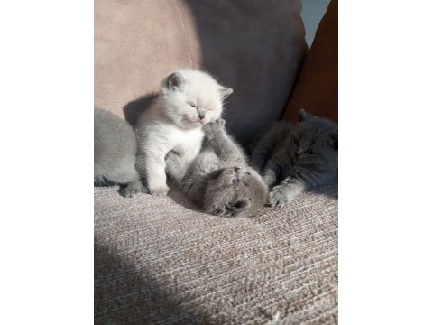 1 aylık koca kafa british shorthair