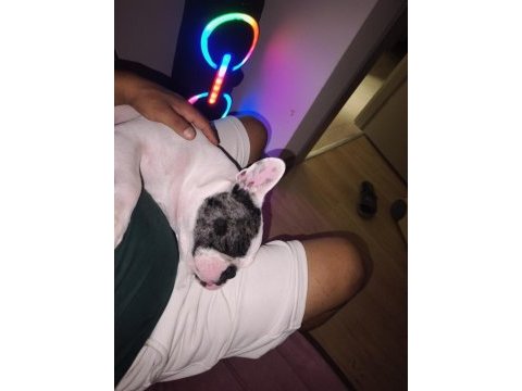 Çok akılı bir dost köpeğimiz mecburiyetten veriyorum