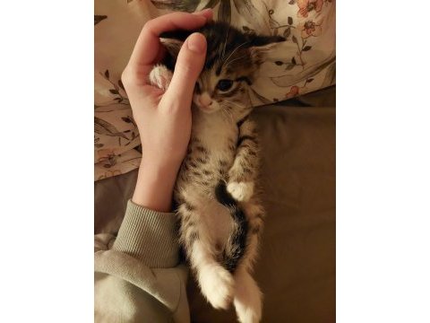 Stella ve avarel'e yuva tekir