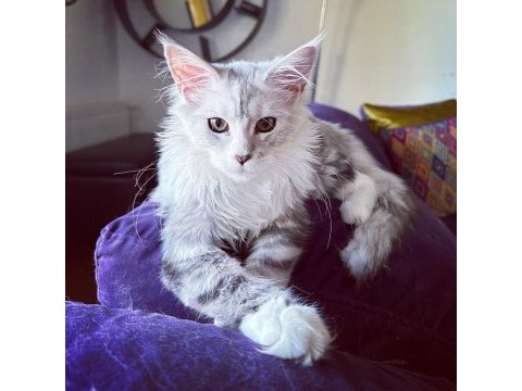 Safkan maine coon bebekler