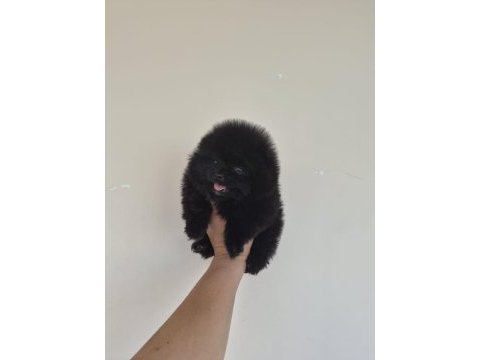 Pomeranian boo siyah yavru