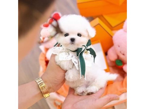 Maltese terrier kore kan saf ırk yavrularımız