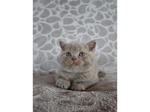 Fawn renk british shorthair yavrularımız